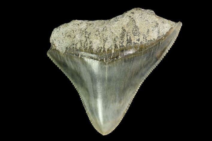 Serrated, Juvenile Megalodon Tooth - Indonesia #149891